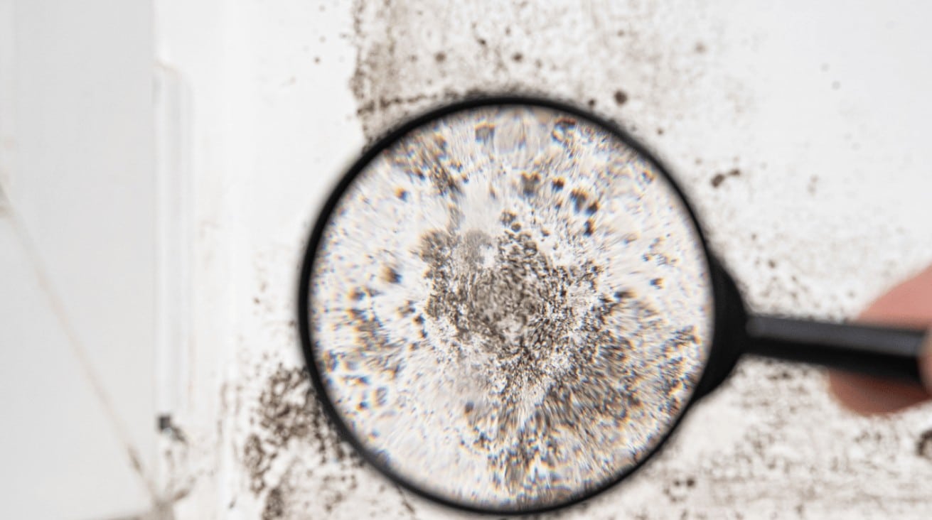 Mold Growth