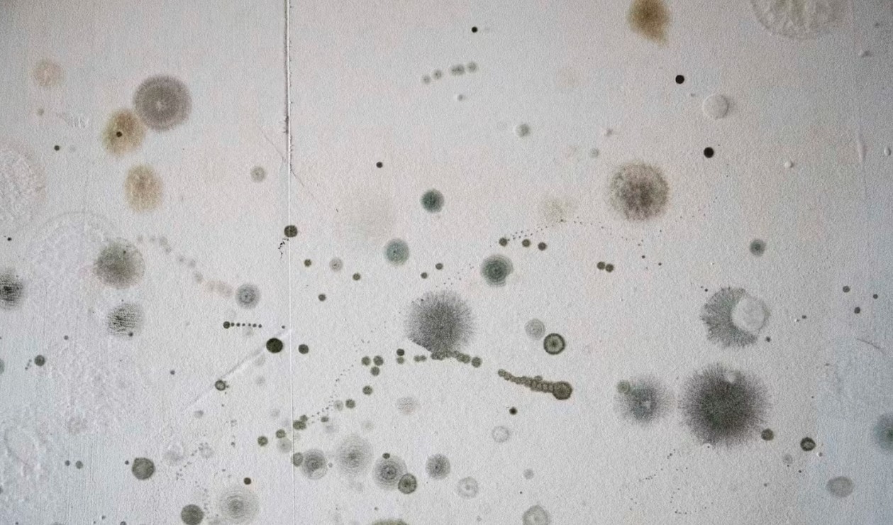 Mold Is Another Concern
